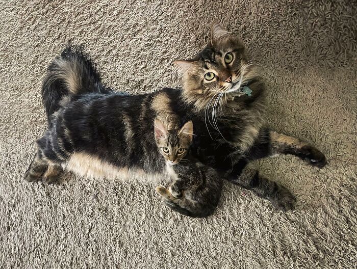 A fluffy tabby cat lying on carpet next to a smaller kitten, showing adorable animals meeting their younger selves.