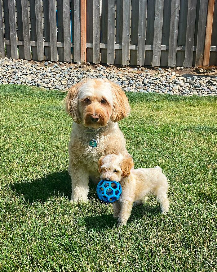Adult dog and puppy playing together on grass, showcasing adorable animals meeting their younger selves in photo edits.