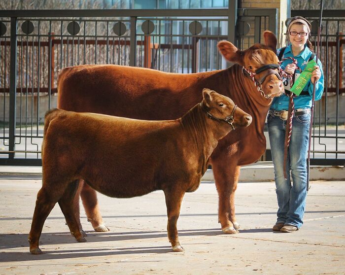 Girl holding ribbons stands next to two reddish-brown cows, illustrating animals meeting their younger selves in photo edits.