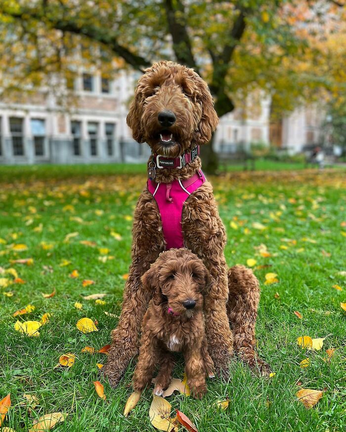 Two curly brown dogs, one adult and one puppy, sitting on grass with autumn leaves, showcasing adorable animal photo edits.