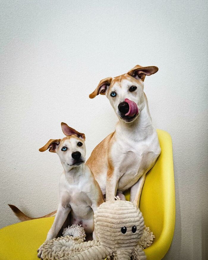 Two dogs with heterochromia sitting on a yellow chair, representing adorable animals meeting their younger selves in photo edits.