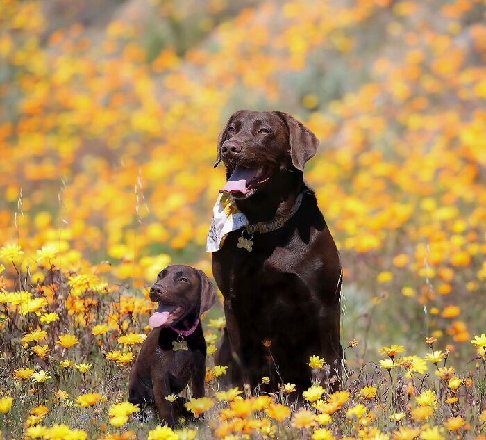 Two chocolate Labrador dogs, one puppy and one adult, sitting among yellow wildflowers in an adorable photo edit.