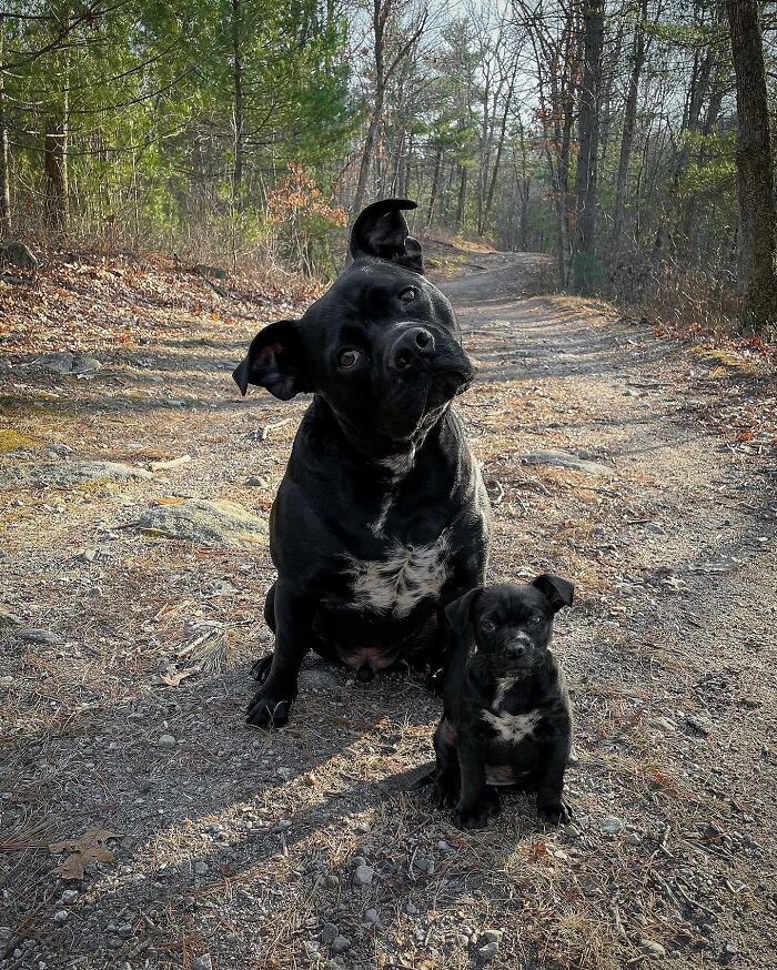 Black dog and its puppy sitting on a forest path, showing adorable edits of animals meeting their younger selves.