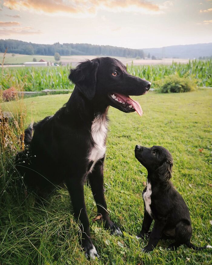 Two black dogs, one adult and one puppy, sitting on grass in a field, showcasing adorable animal photo edits.