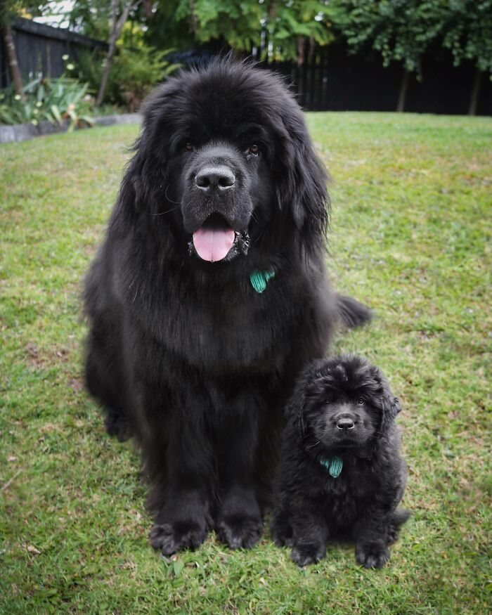Large black dog sitting on grass next to smaller puppy, showing adorable animal double photo edit of younger selves.