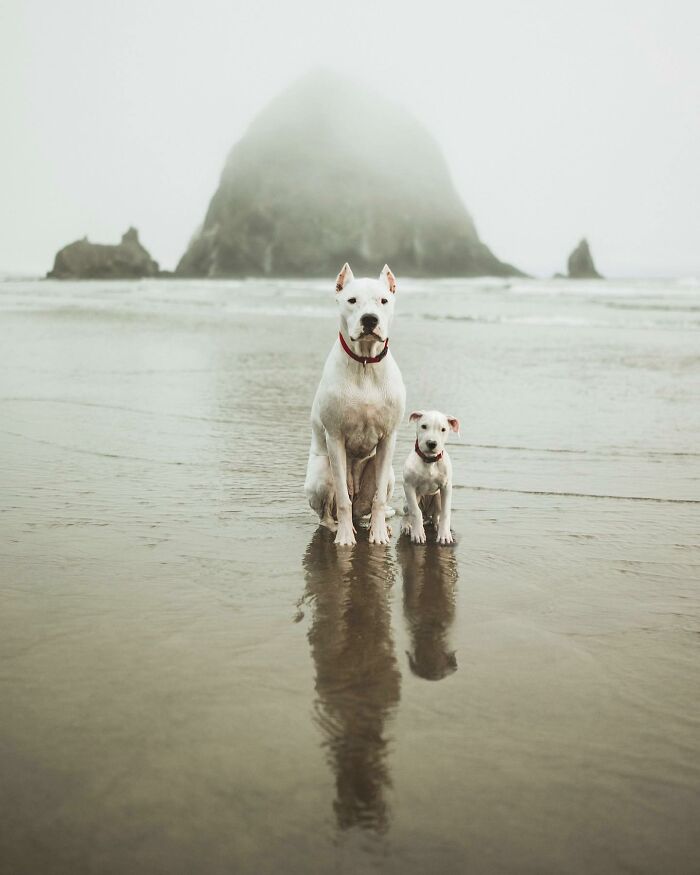Two white dogs with red collars on a misty beach, showcasing adorable animal photo edits with younger selves.