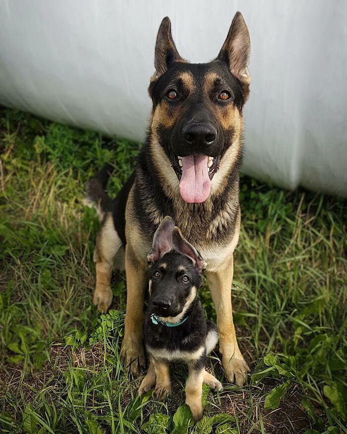 German Shepherd dog sitting outdoors with its adorable puppy, illustrating animals meeting their younger selves in photo edits.