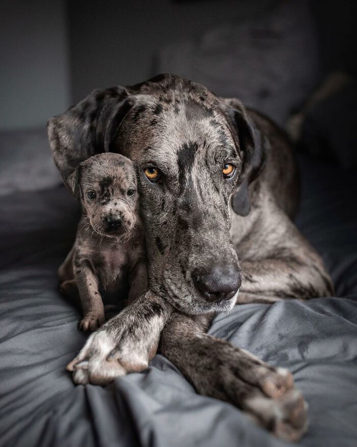 Great Dane dog and puppy together, showcasing adorable animal photo edits with younger and older versions side by side.