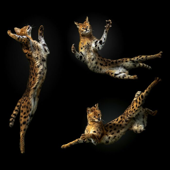 Three dynamic wild animal portraits showing a serval cat in mid-air against a black background.