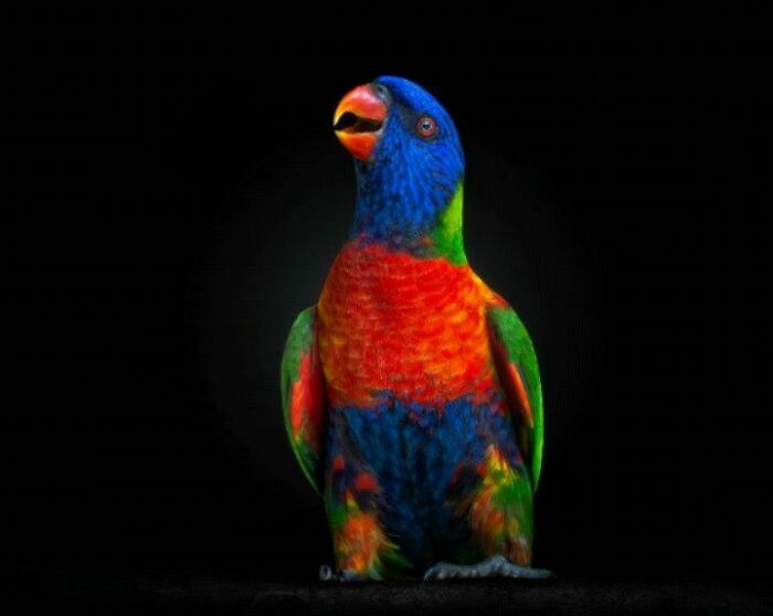 Colorful wild animal parrot captured up close against a black background in a vibrant portrait photograph.