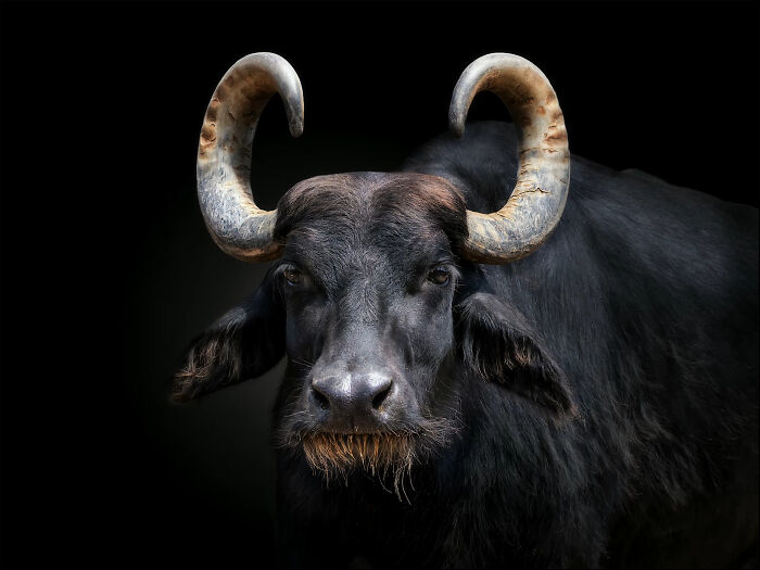 Close-up portrait of a wild animal with large curved horns, detailed fur texture in wildlife photography style.