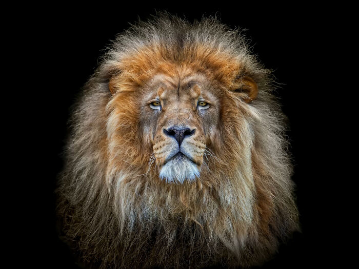 Close-up portrait of a wild lion with detailed mane and intense eyes showcasing wild animals from up close.