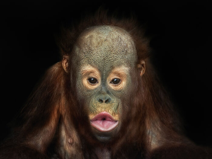 Close-up portrait of a young wild orangutan with detailed facial features against a dark background.