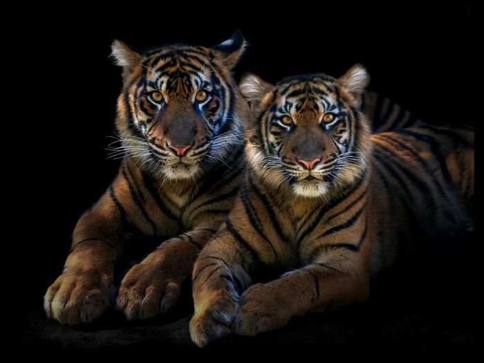 Two wild tiger cubs lying close together in a dark setting, showcasing detailed animal portraits from up close.