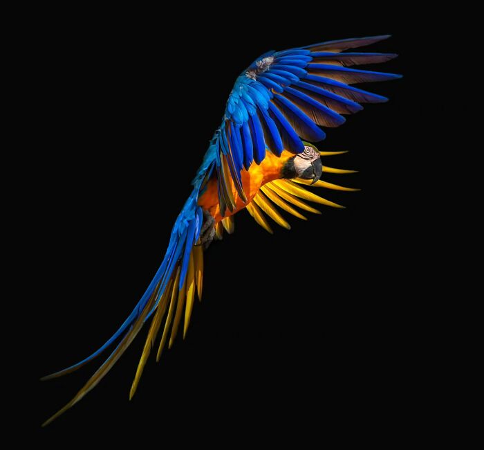 Colorful wild animal parrot in mid-flight with blue and yellow feathers captured in an up close portrait photo.