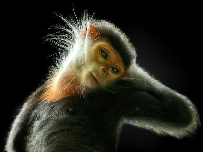 Close-up portrait of a wild monkey with detailed fur and expressive eyes, part of wild animals photography series.