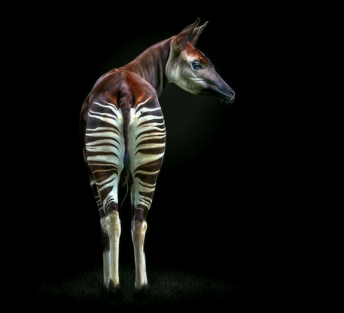Wild animal okapi portrait from up close with detailed stripes on a black background by Pedro Jarque Krebs.