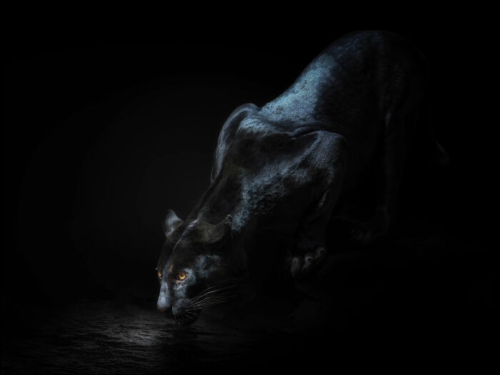 Black panther captured in a stunning wild animal portrait, highlighting details in low light for an up close view.