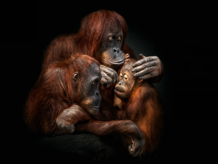Close-up portrait of three wild orangutans showing detailed expressions and textures in intimate moment.