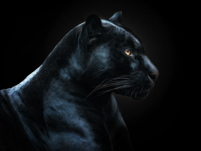 Close-up portrait of a black panther showcasing wild animals in detailed wildlife photography.