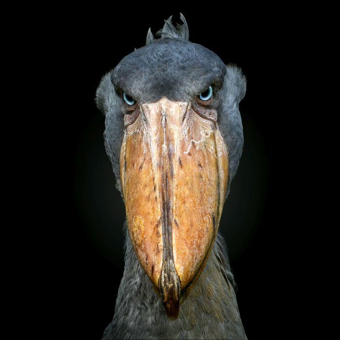 Close-up portrait of a wild bird with striking blue eyes and large beak from wild animals photography series.