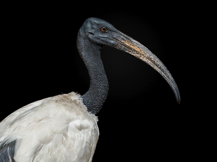 Close-up portrait of a wild bird with a long curved beak and detailed feathers from wild animals photography.