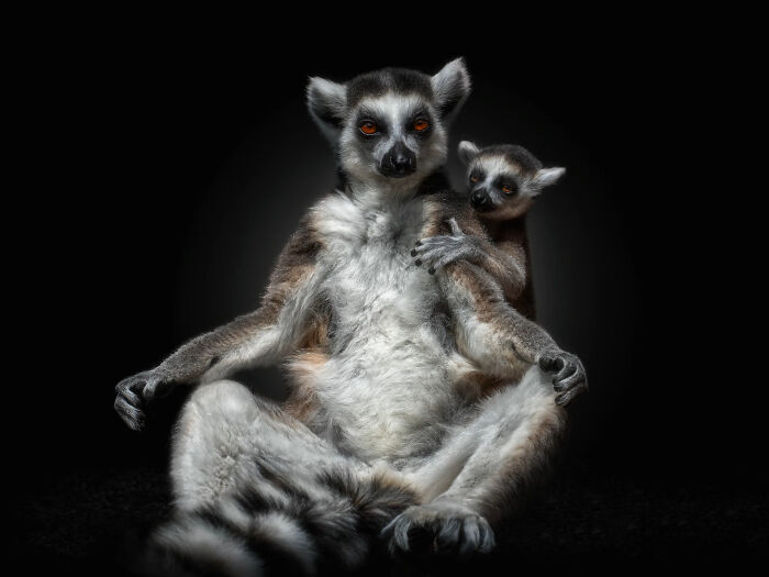 Close-up portrait of wild animals featuring a lemur mother and baby with detailed fur and bright eyes.