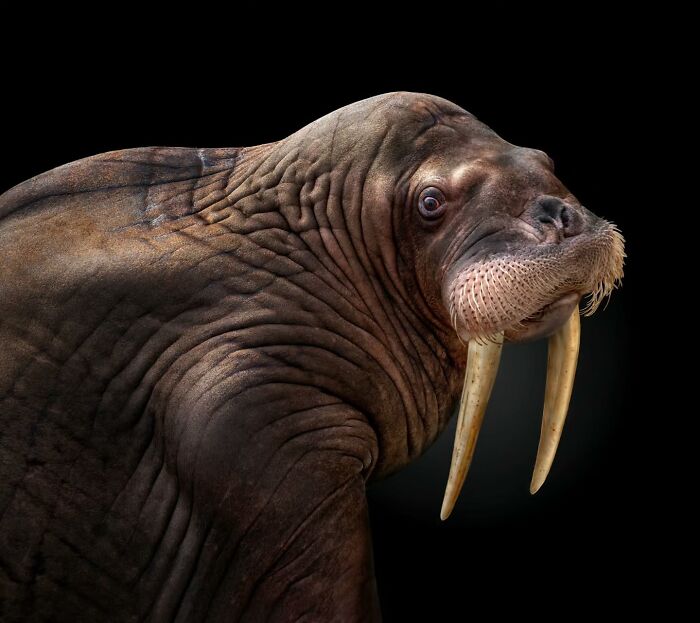 Close-up portrait of a wild walrus showcasing detailed textures and features in wild animal photography.