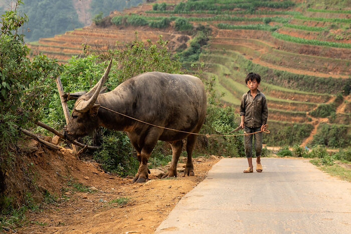 Young boy leading a buffalo along a rural path with terraced fields in the background, showcasing cultural beauty.