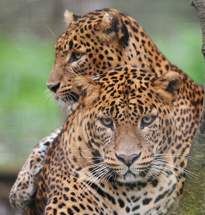 Two leopards close together showcasing odd and funny animal group names in a natural green setting