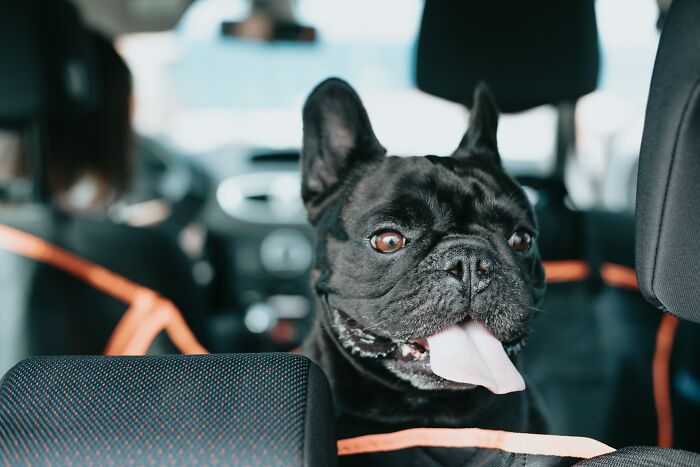 Black French Bulldog with tongue out sitting in a car highlighting common downsides of having a dog as a pet.