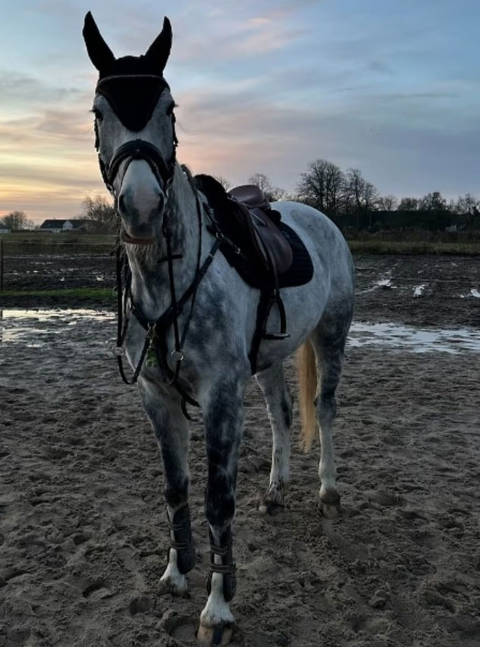 Gray pony with saddle and bridle standing in muddy field at sunset, related to pony donated to zoo lions story.