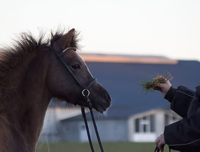 Brown pony wearing a bridle being fed grass by a person, related to woman donating her daughter&rsquo;s pony to zoo lions.