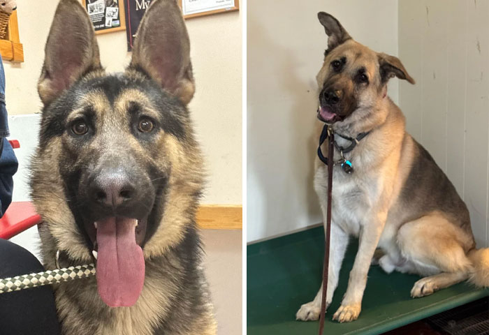 Two adopted German Shepherd dogs showing happiness and love, enjoying their new caring homes and companionship.