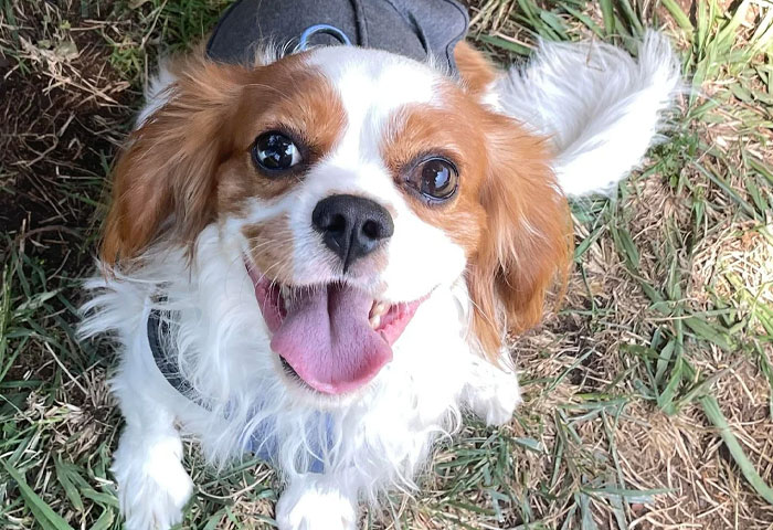 Happy adopted dog outdoors, showing love and joy in a grassy area, capturing the warmth of rescue animals.