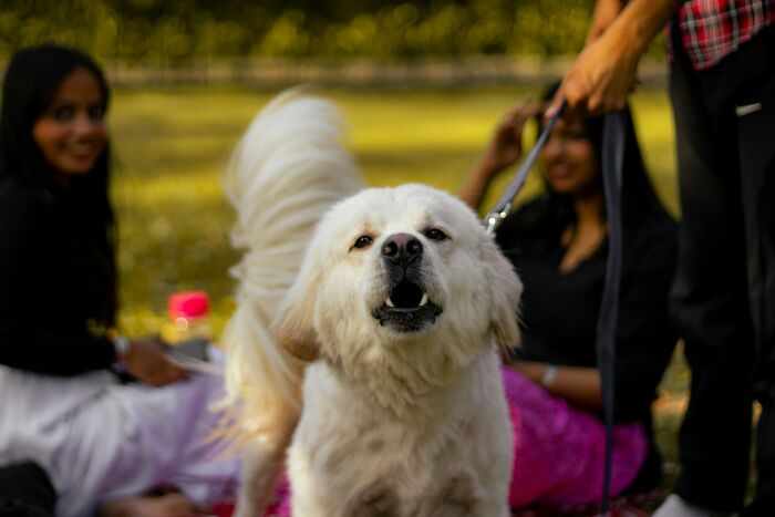 White fluffy dog on a leash with people sitting on grass in the background, illustrating downsides of having a dog.