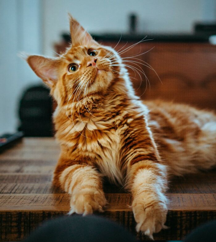 Orange tabby cat lounging on a wooden table, embodying calmness and good news vibes in a cozy home setting.