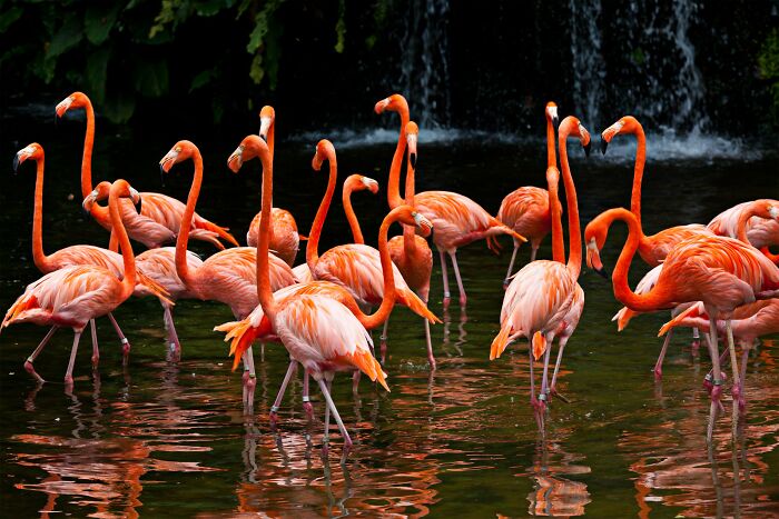 A vibrant group of flamingos standing in water illustrating odd and funny names for groups of animals.