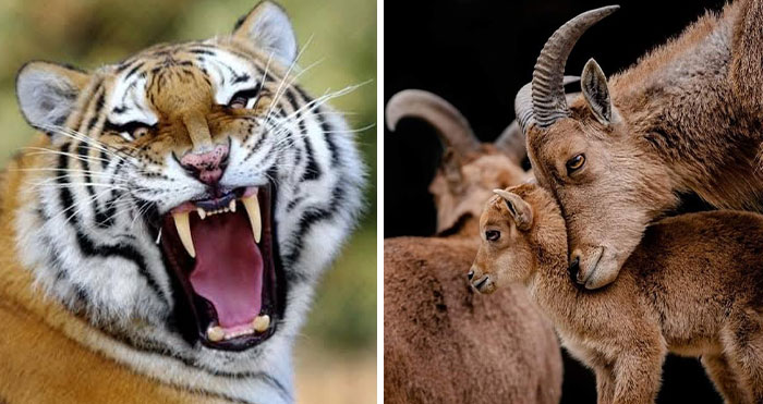 I Took 35 Stunning Wildlife Photos Just Two Kilometers From Home