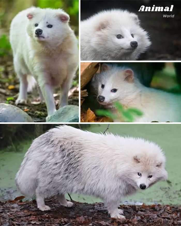 Collage of unique and cute creatures including fluffy white animals showcasing nature's beautiful surprises.