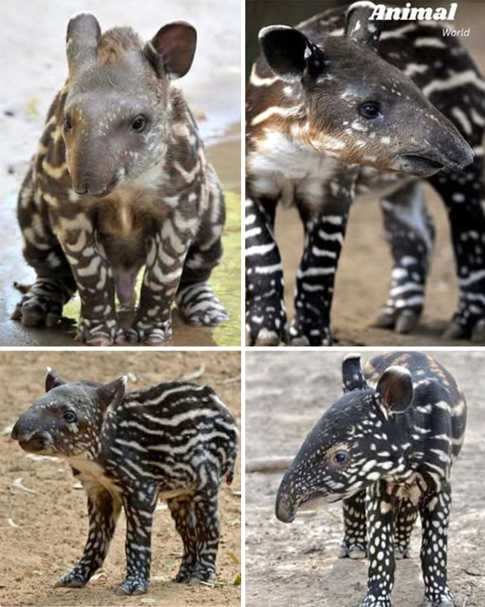 Four unique and cute baby tapirs with distinctive patterned coats showcasing beautiful nature creatures.