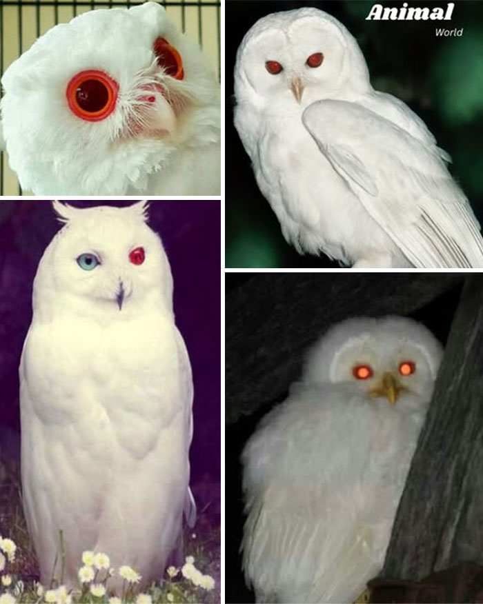 Collage of unique and cute white owls with striking eyes, showcasing nature's beautiful surprises in animal world.
