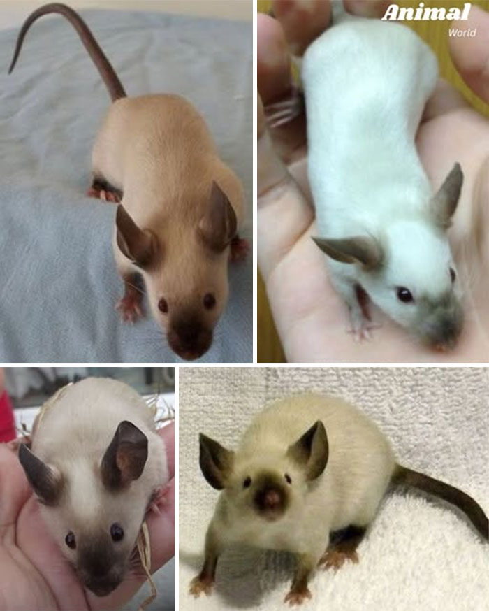 Four unique and cute creatures resembling mice with features that prove nature is full of beautiful surprises.