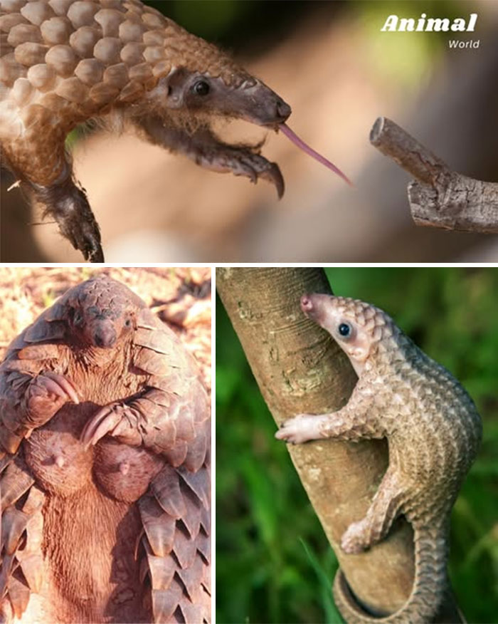 Close-up images of unique and cute creatures with scales, showcasing nature's beautiful surprises and diversity.
