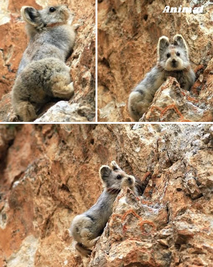 Small unique and cute creatures climbing rocky cliffs, showcasing nature's beautiful surprises in their natural habitat.