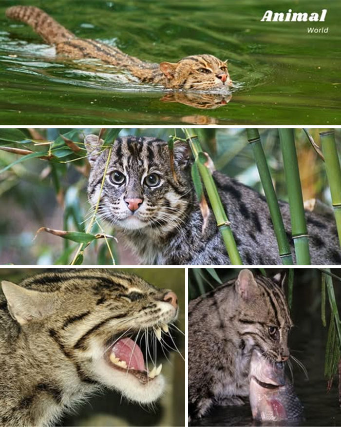 Small wild cats in natural habitats showing unique and cute creatures that prove nature is full of surprises.