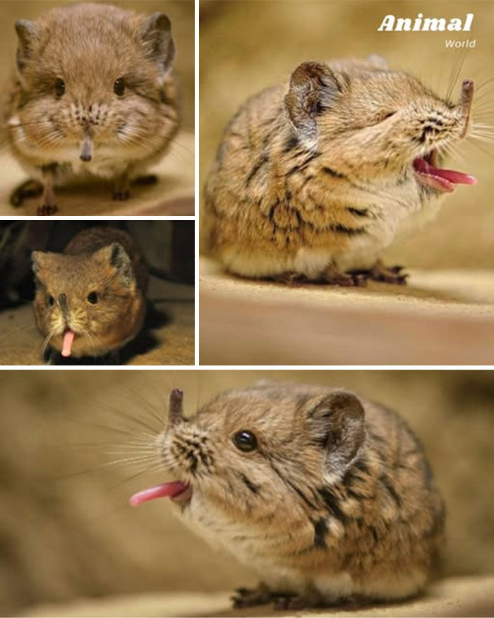 Unique and cute small wild creatures with fluffy fur and long tongues showing nature’s beautiful surprises in close-up photos