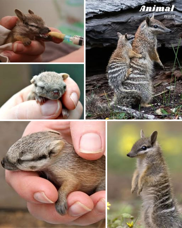 Cute and unique creatures in nature, including baby mammals being cared for and wild animals interacting outdoors.