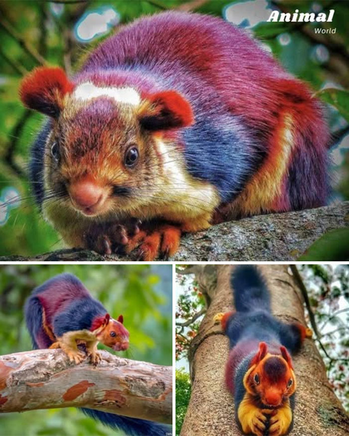 Colorful and unique creatures in nature showcasing beautiful surprises with vibrant fur in a lush green forest environment.
