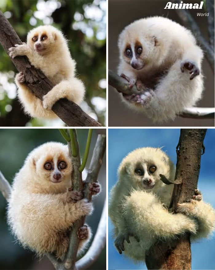 Four images of a unique and cute creature, a fluffy primate, clinging to tree branches in nature.
